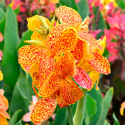 Canna Coq D'or